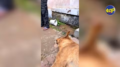 Pour avoir sauvagement battu et pendu une chienne qui allait mettre bas à Bambous : Nouvelle comparution de l’agresseur devant le tribunal ce mardi