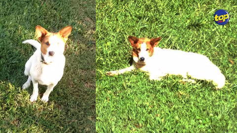 Privé de ses derniers adieux à son chien décédé : Un homme outré par la manière d’agir d’une pompe funèbre
