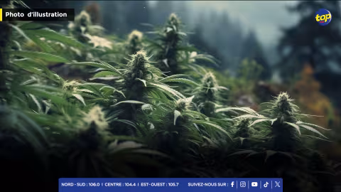 Lutte contre la drogue : l'ADSU déracine plusieurs plants de cannabis à travers l'île