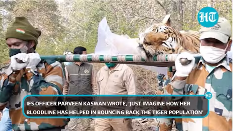 Funérailles pour un célèbre tigre en Inde