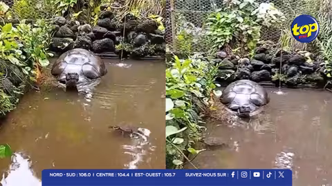 Tahiti : Te Ara U’i, la tortue de 198 ans qui défie le temps à Papeari depuis deux siècles