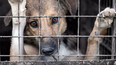 Cruauté envers les animaux : un fléau quotidien à Maurice