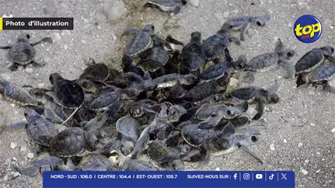 Un nid de tortues marines découvert sur la côte ouest : mesures de protection et suivi scientifique renforcé 