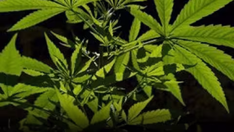 Lutte anti-drogue : plus de 3500 plants de cannabis saisis