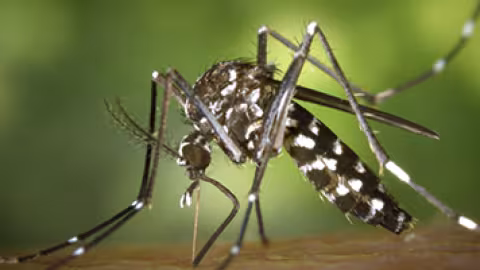 Chikungunya à la Réunion : 7 nouveau-nés touchés 