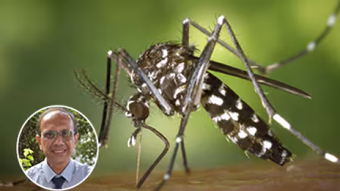 Chikungunya : une réinfection inquiétante en 2025 à La Réunion
