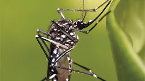 Chikungunya : Nouvelles mesures pour lutter contre la maladie