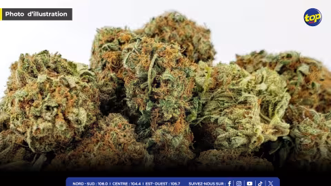 À Ste Croix : saisie de 25kg de cannabis valant Rs 35 millions 