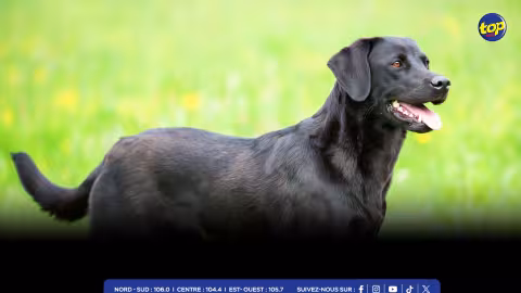 Il a tué l’animal avec un sabre : Un homme arrêté pour cruauté envers un chien à Amaury