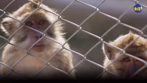 « Envoyé Spécial » diffuse une enquête sur la capture des singes à Maurice : « Ce n’est pas cette image qu’on vend aux touristes… Cela ternit l’image de notre île… Cela doit s’arrêter », lancent Linley Moothien et Reda Chamroo