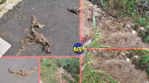 De la peau et des poils d’animaux découverts dans des sacs hier à Cap Tamarin : L’ONG Quatre Tilapat fait appel à un expert pour confirmer s’il s’agit bien de la peau de chien avant de porter plainte à la police