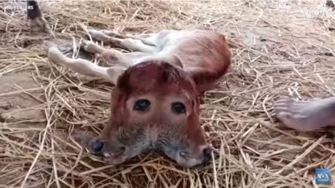 Inde : Naissance d’un veau à deux tête