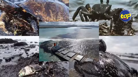 Déversement d’hydrocarbures du Wakashio : effets néfastes sur l’environnement, les animaux aquatiques et les oiseaux