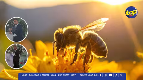 World Bee Day