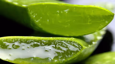 L’aloe vera pour garder une peau jeune