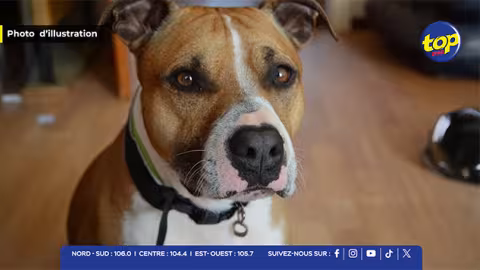 Lutte contre la maltraitance animale : La MSAW met fin à un élevage illégal d’Amstaff