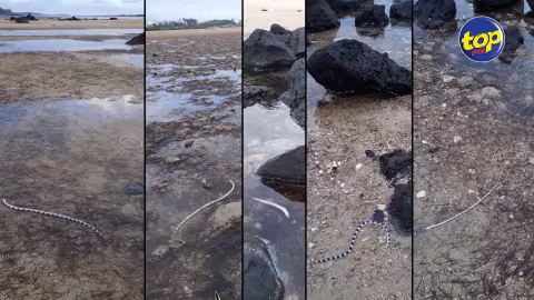 A proximité d’une Ile dans le Sud-est : plusieurs animaux marins retrouvés morts à proximité du site où le MV Wakashio s’est échoué