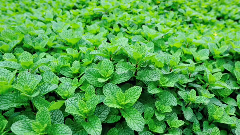 La menthe est un antiseptique naturel