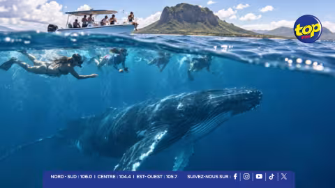 Nage illégale avec les baleines : 181 inspections et 58 contraventions depuis le début de l’année