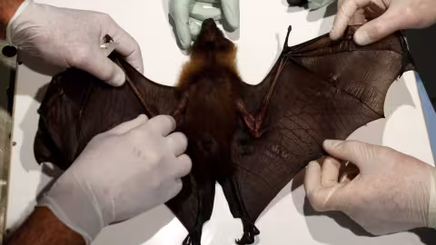 Origine du Covid : Des vidéos des chauves-souris dans le laboratoire de Wuhan font surface