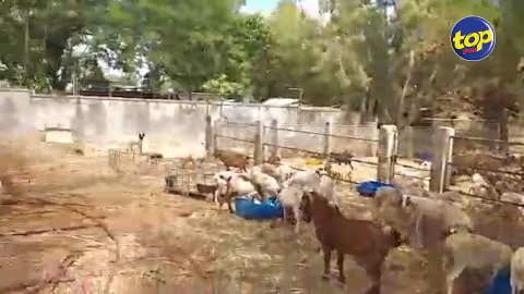 Leur bétails en provenance Rodrigues placés en quarantaine : des éleveurs dénoncent les conditions d’isolement de leurs bêtes