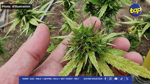 À Montagne Longue : 65 plants de cannabis déracinés par l’ADSU