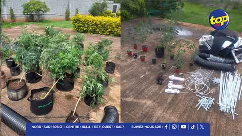 Pointe-aux-Sables : une serre clandestine de cannabis démantelée, un suspect arrêté