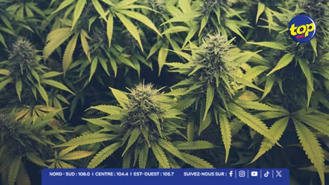 ADSU démantèle un réseau de cannabis : trois arrestations