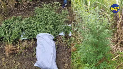 À Clemencia : 111 plants de cannabis déracinés