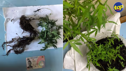 Lors d’une opération à Grand Gaube hier : du cannabis, valant environ Rs 56 800, saisi au domicile de deux habitants
