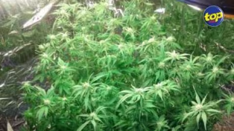 À Constance : 11 plants soupçonnés être du cannabis déracinés