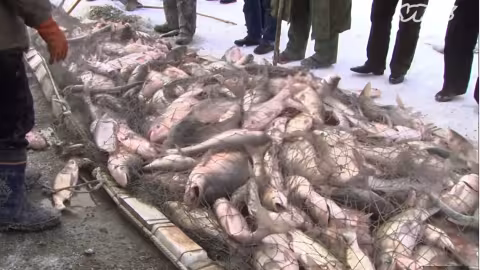 La carpe asiatique envahit rivières et lac des États-Unis – détruit poisson indigène et l’écosystème