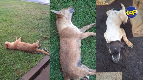 Trois chiens morts empoisonnés à Moka : Le rapport d’autopsie attendu…La sécurité des animaux en question