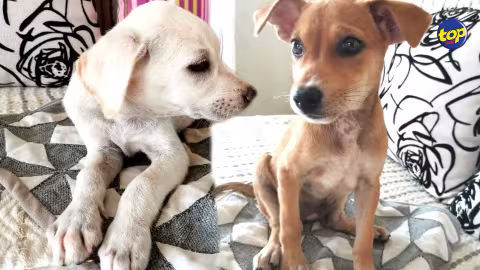 La souffrance des « maurichiens » perdurent : 5 chiots abandonnés à Quatre Bornes,  appel  à l’aide d’une citoyenne
