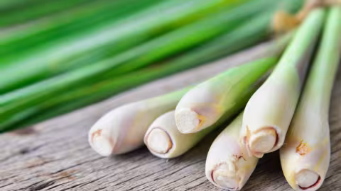 La citronelle pour faire fuire les moustiques