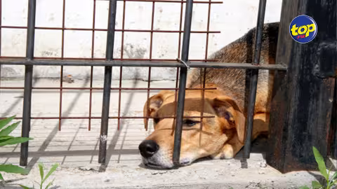 Tasha Lamour une nouvelle fois accusée de maltraitance animale : « C’est la deuxième fois que cette personne a fait preuve de cruauté envers les animaux…On attend des actions sévères de la part des autorités », s’insurge l’activiste Preety Saachi