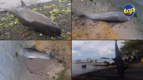 Mammifères marins retrouvés morts sur les plages du Sud-est : écologistes, biologistes et spécialistes marins pas convaincus des explications des autorités