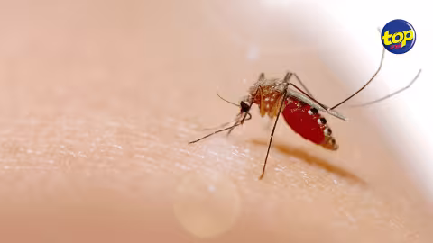 Dengue :  6 cas actifs dans le pays, la lutte contre l’épidémie de la dengue n’est cependant pas terminée