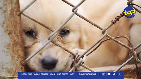 Abandonner un animal en France : 3 ans de prison et 45 000 € d’amende ! 