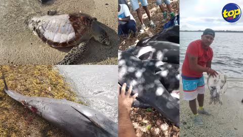 Scène de désolation dans la partie Sud-est du pays depuis ce matin : Une quinzaine de mammifères marins retrouvés morts et plusieurs d’autres en difficulté