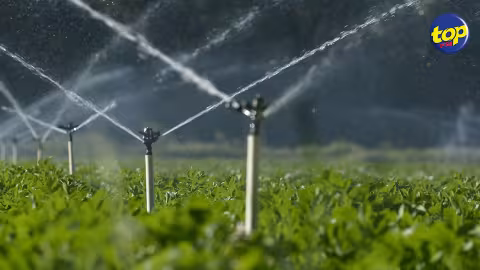 Eau : les ressources en eau utilisées pour irriguer la canne durant des périodes spécifiques