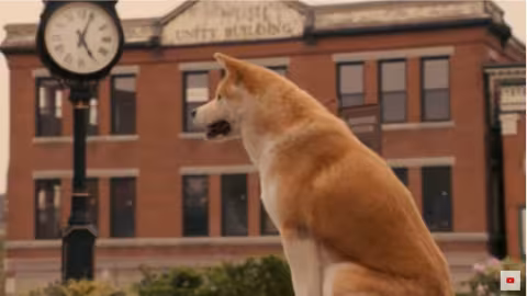 L’incroyable histoire de Hachiko, le chien qui a attendu son maître pendant plus de 10 ans