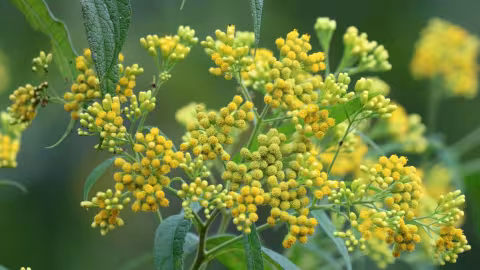 Coronavirus : Une tisane antillaise considérée comme « remède » miracle