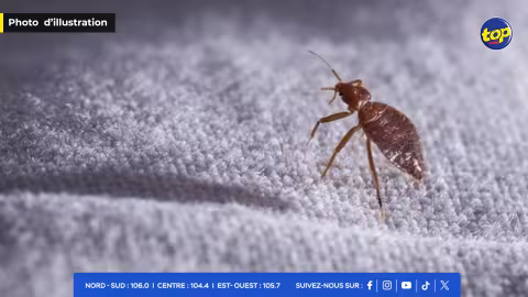infestation de punaises