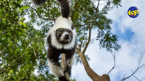 Madagascar : douze lémuriens du parc animalier de Tana victimes de la tuberculose