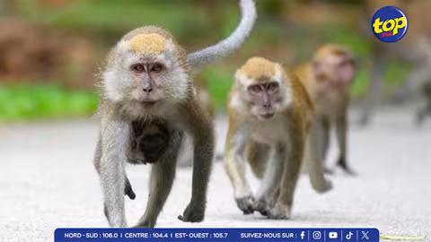 Tests précliniques sur les macaques : pressions internationales sur Maurice pour rejeter l’accord avec Charles River…les défenseurs des animaux appellent à un modèle de recherche éthique