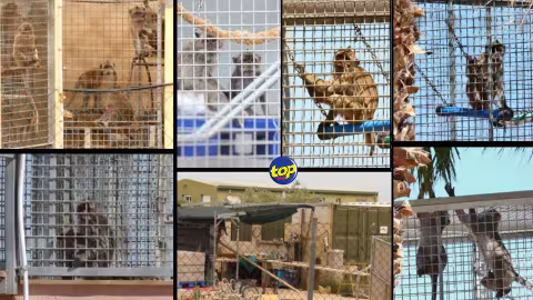 Des macaques provenant de Maurice enfermés dans de petites cages en Espagne : Mansa Daby déplore cette situation qu’elle qualifie  “d’incarnation du désespoir”