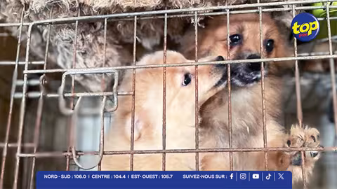 Pailles : 14 chiens saisis dans une affaire de maltraitance et d’élevage illégal