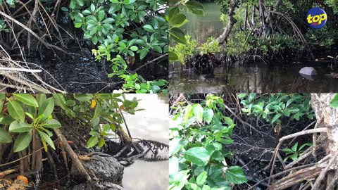 Dossier Wakashio : les experts japonais critiqués par leurs collègues mauriciens pour avoir affirmé que les mangroves n’ont pas été affectées par le déversement d’huile