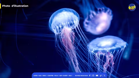 Méduses